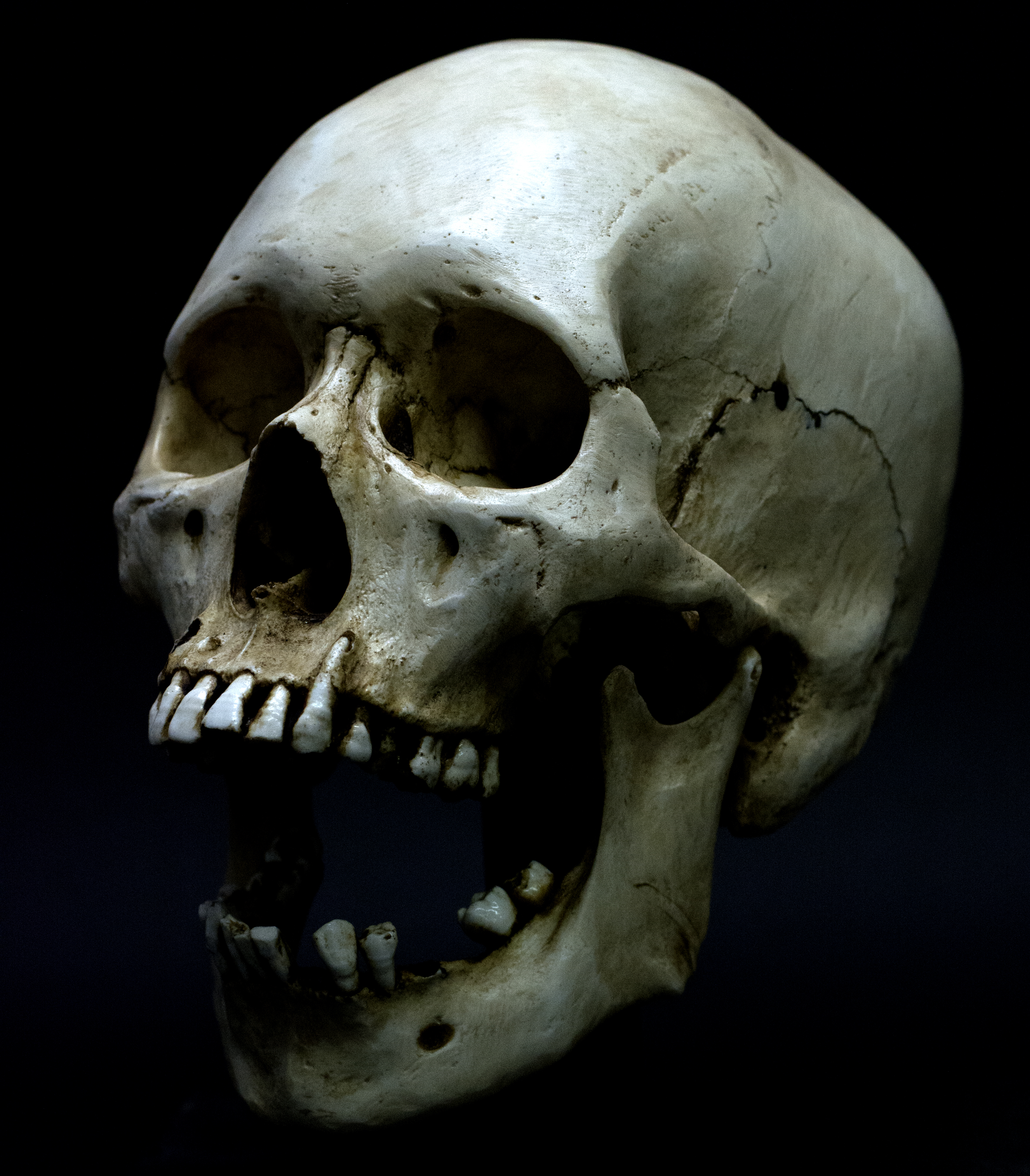 5 Weird Facts About The Human Skull And 5 High Res Images