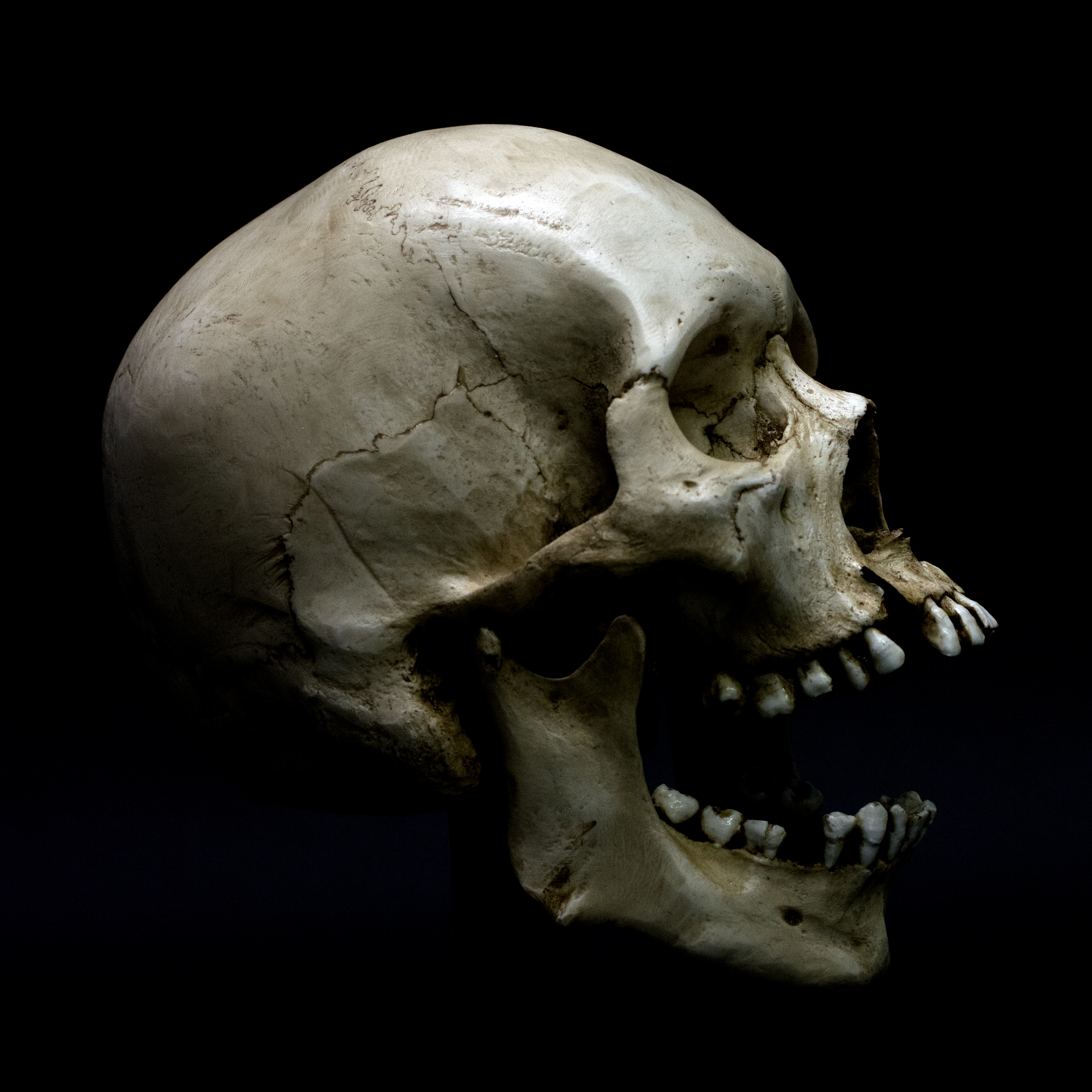 16 Fascinating Facts About Cranium Junior 